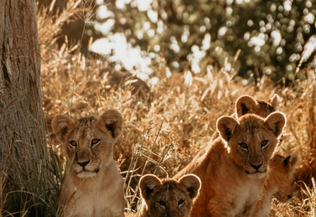 Come organizzare un safari in tanzania fuori pista senza stress e sorprese